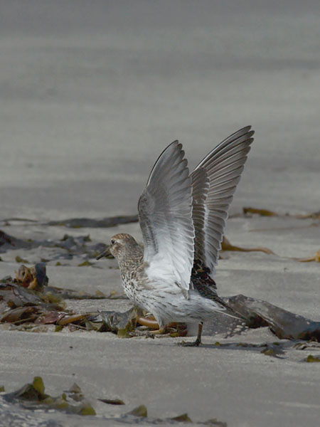 Merisirri, Purple Sandpiper, Calidris maritima